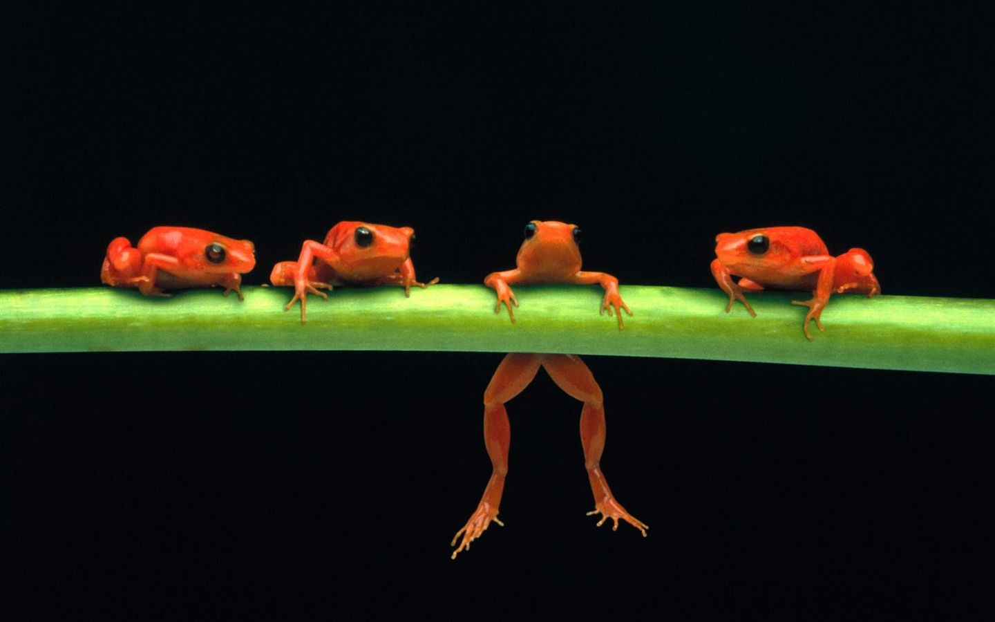 Frog Album Fonds d'écran #18 - 1440x900