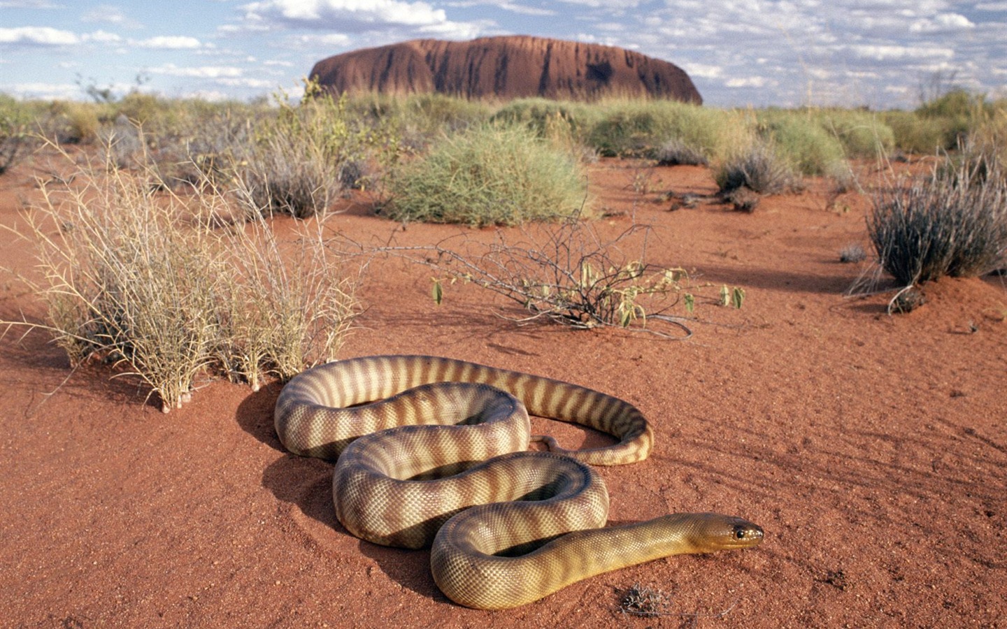 Snake Fondos álbum #14 - 1440x900