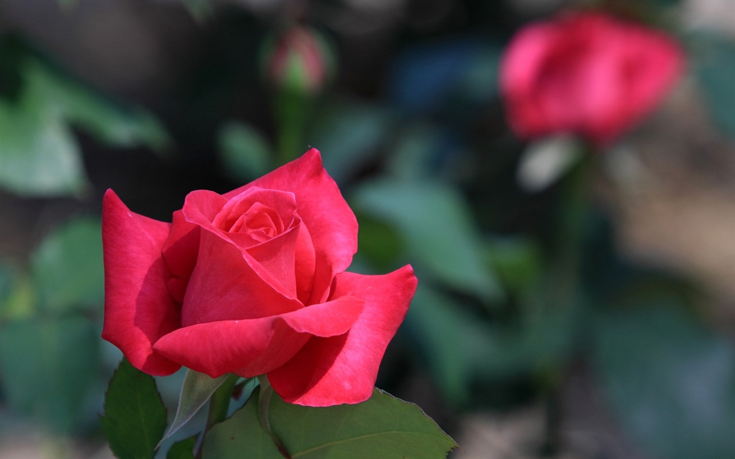 Flowers close-up (3) #5 - 1440x900