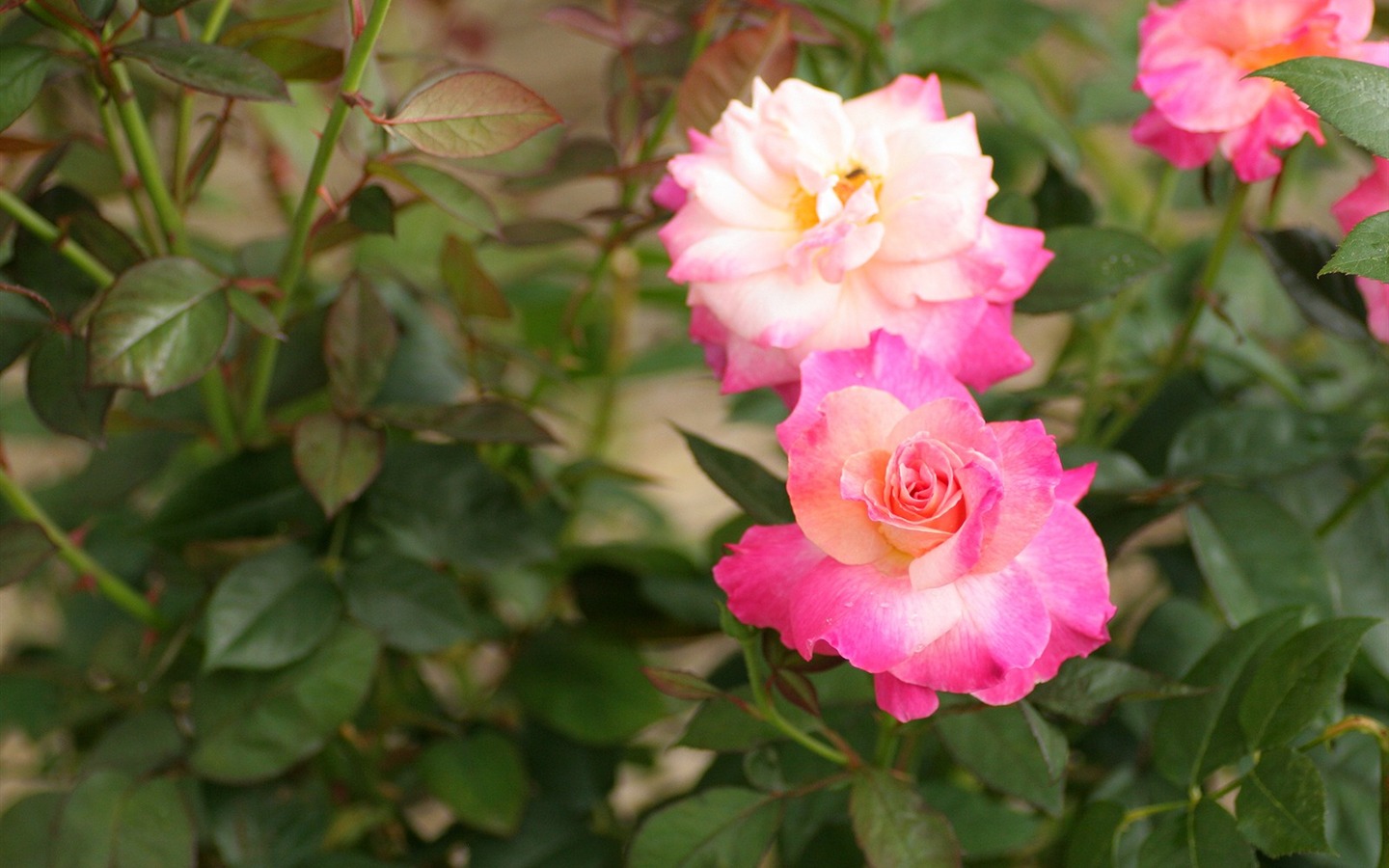 Flowers close-up (3) #14 - 1440x900