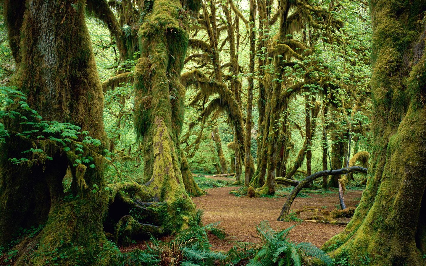 Fond d'écran d'arbres forestiers #2 - 1440x900