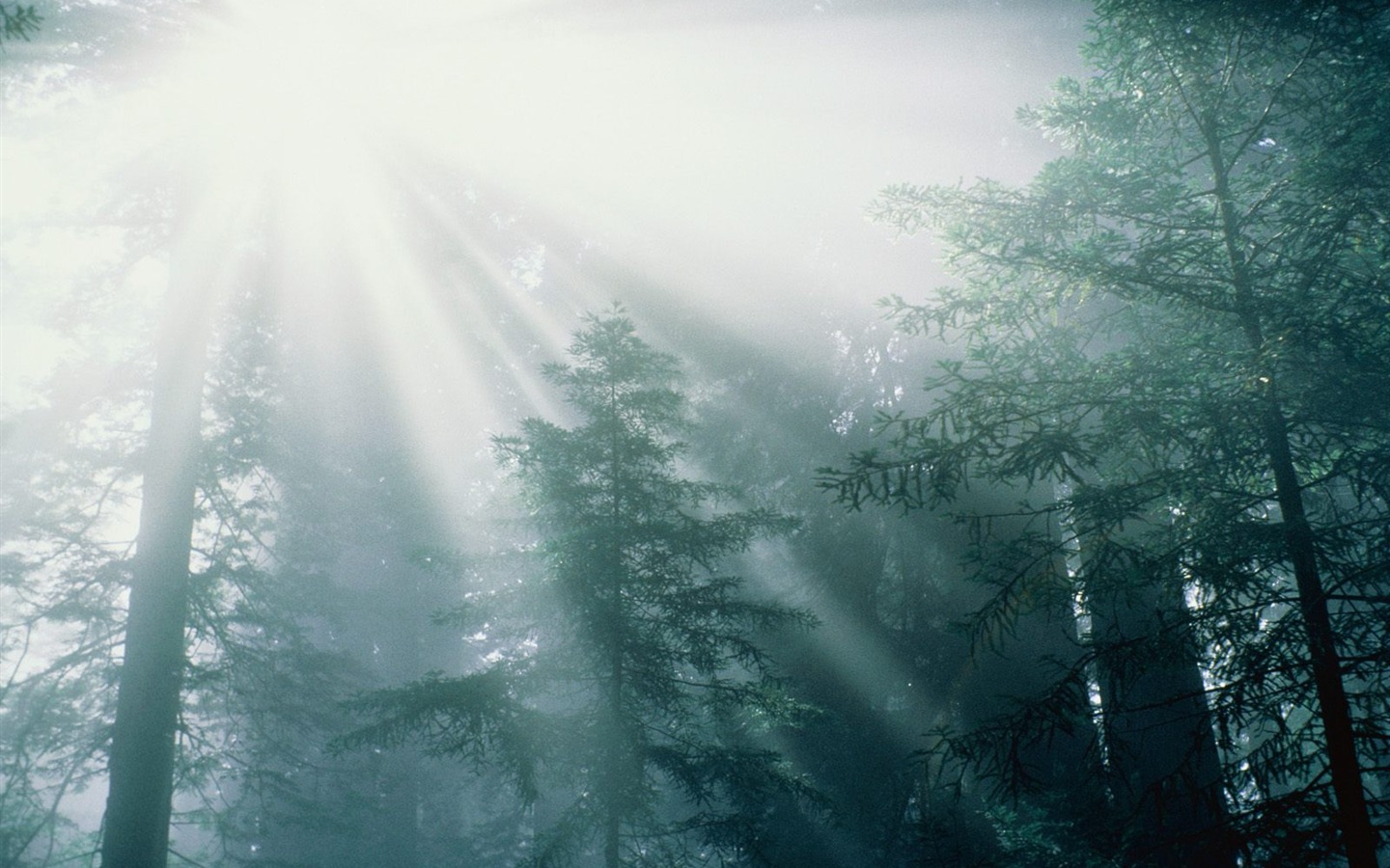 Fond d'écran d'arbres forestiers #5 - 1440x900