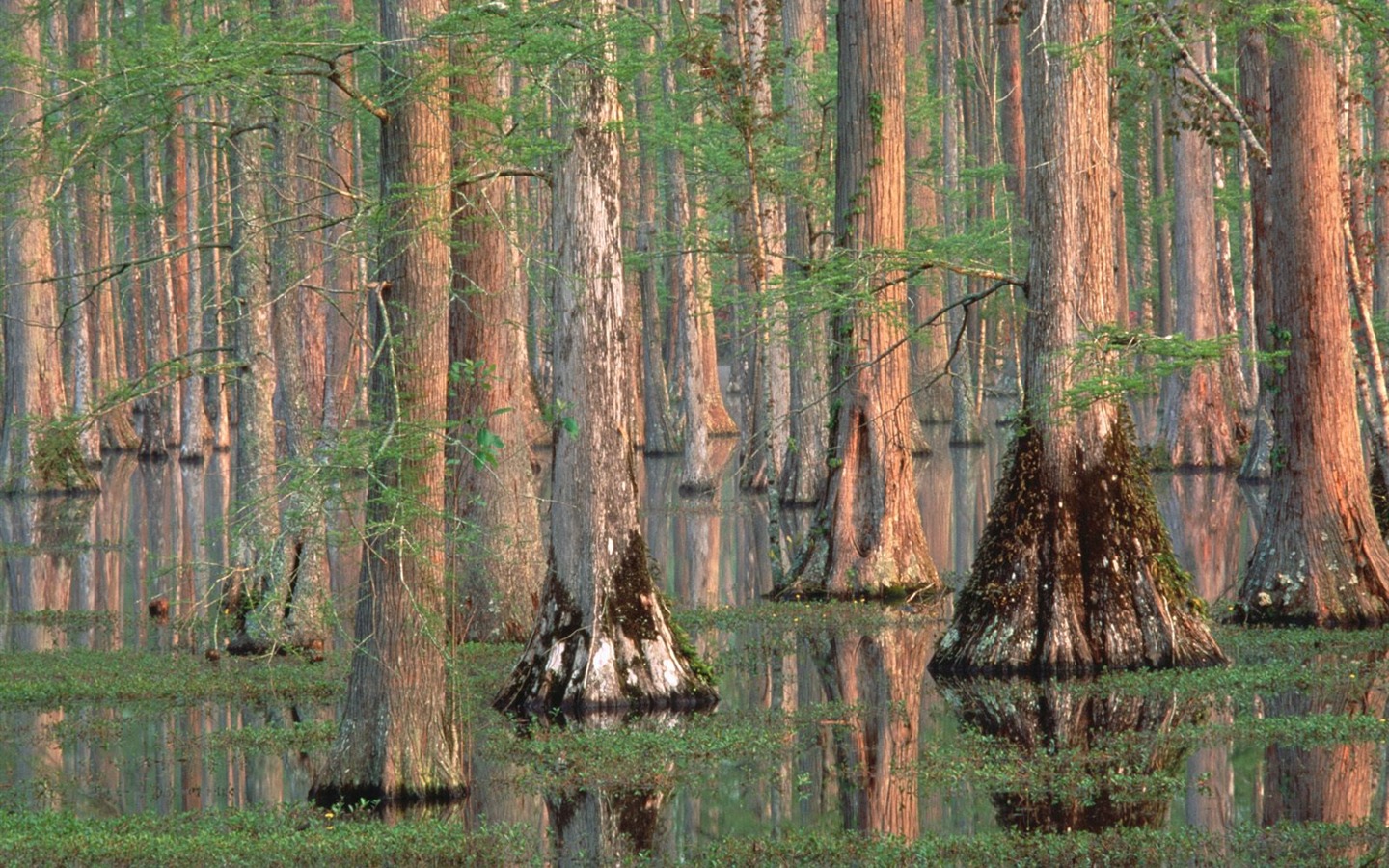 Fond d'écran d'arbres forestiers #9 - 1440x900
