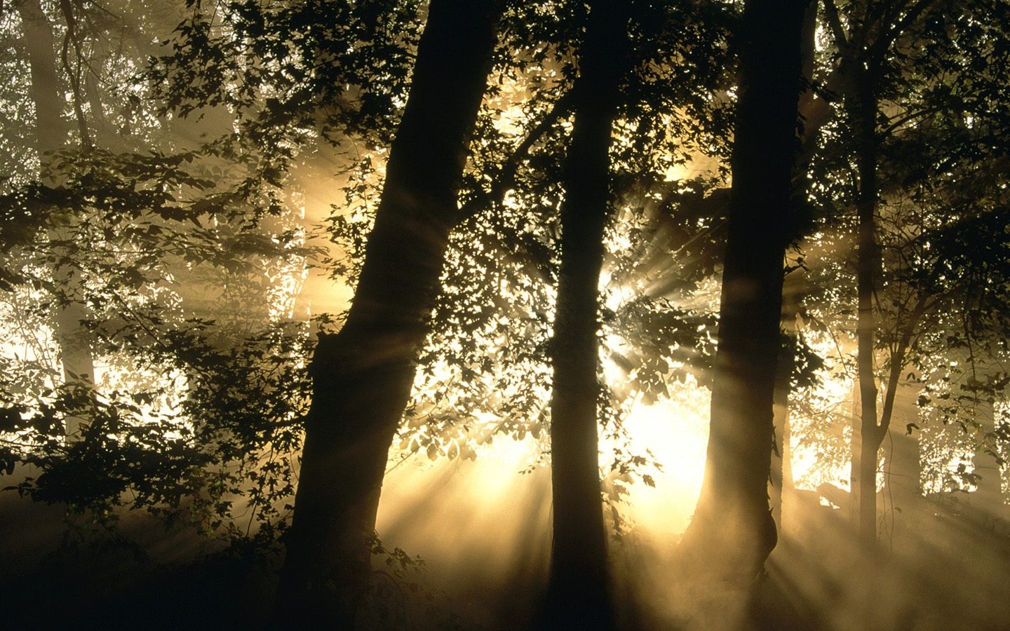 Papel tapiz de árboles forestales #13 - 1440x900