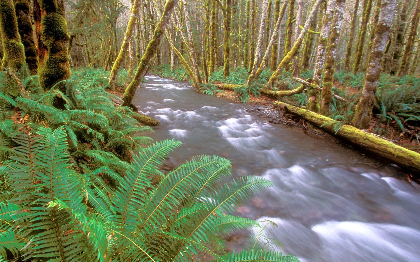 Forest tree wallpaper #29 - 1440x900