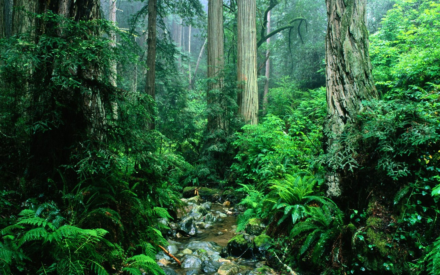 Fond d'écran d'arbres forestiers #31 - 1440x900