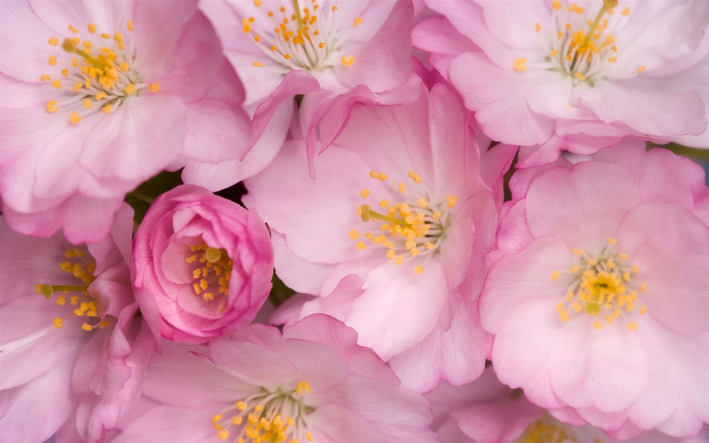 Widescreen wallpaper flowers close-up #4 - 1440x900