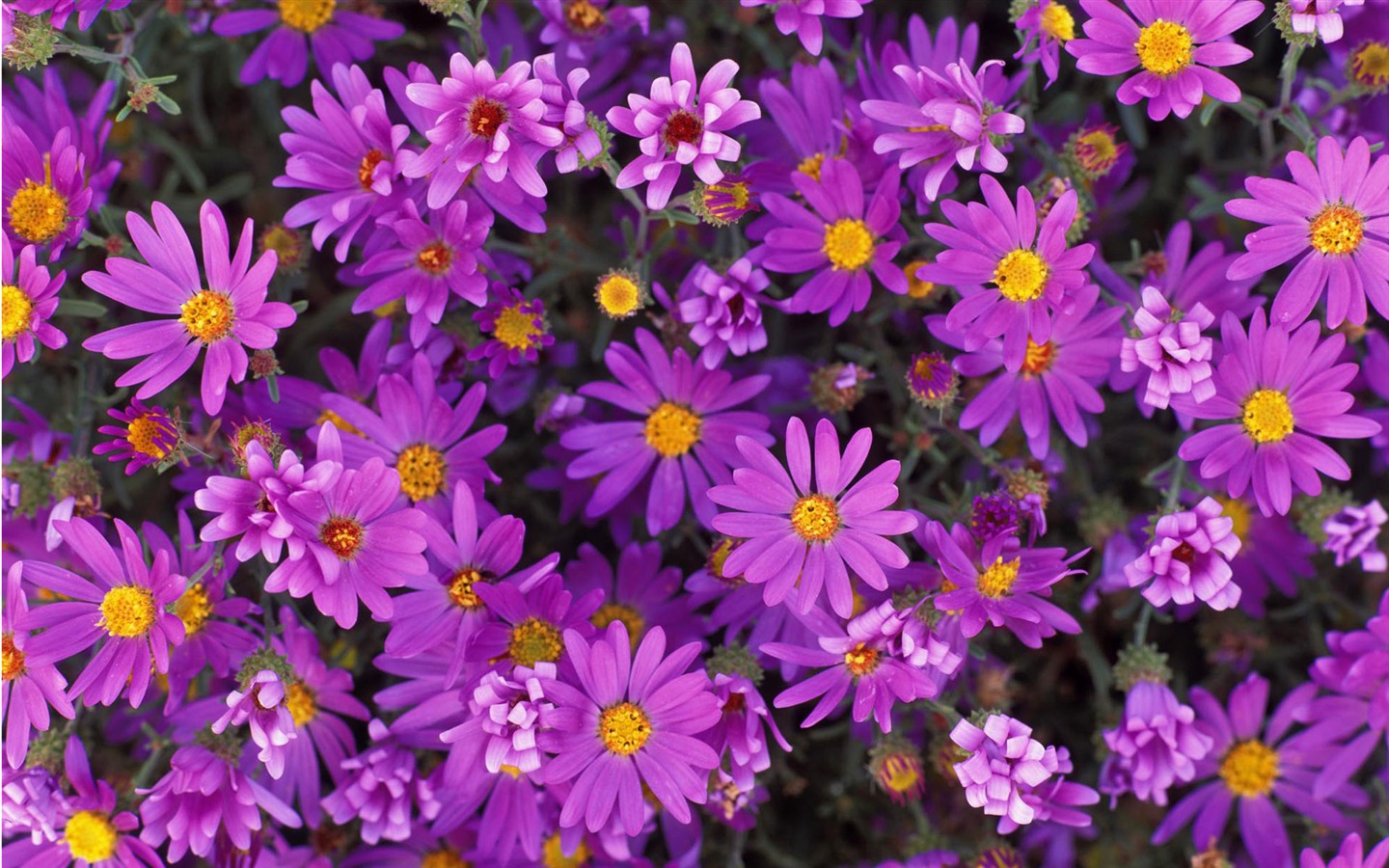 Widescreen wallpaper flowers close-up #8 - 1440x900