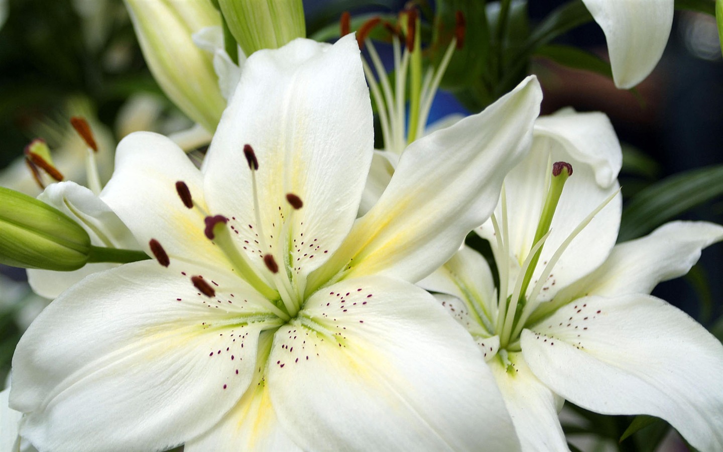 Širokoúhlé tapety květiny close-up #22 - 1440x900
