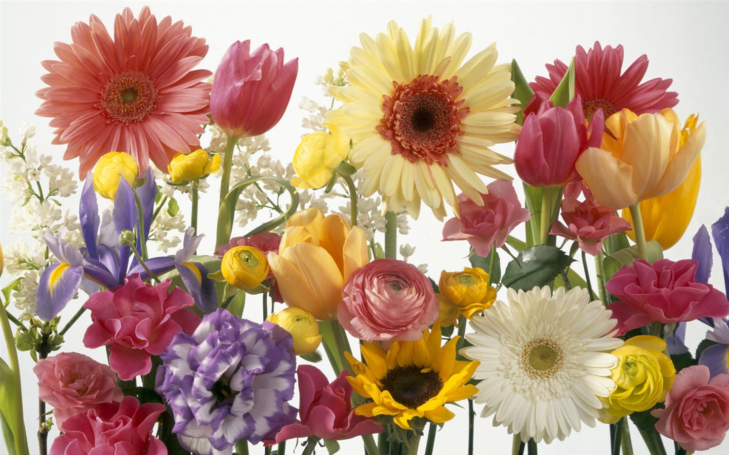 fleurs fond d'écran Widescreen close-up #25 - 1440x900