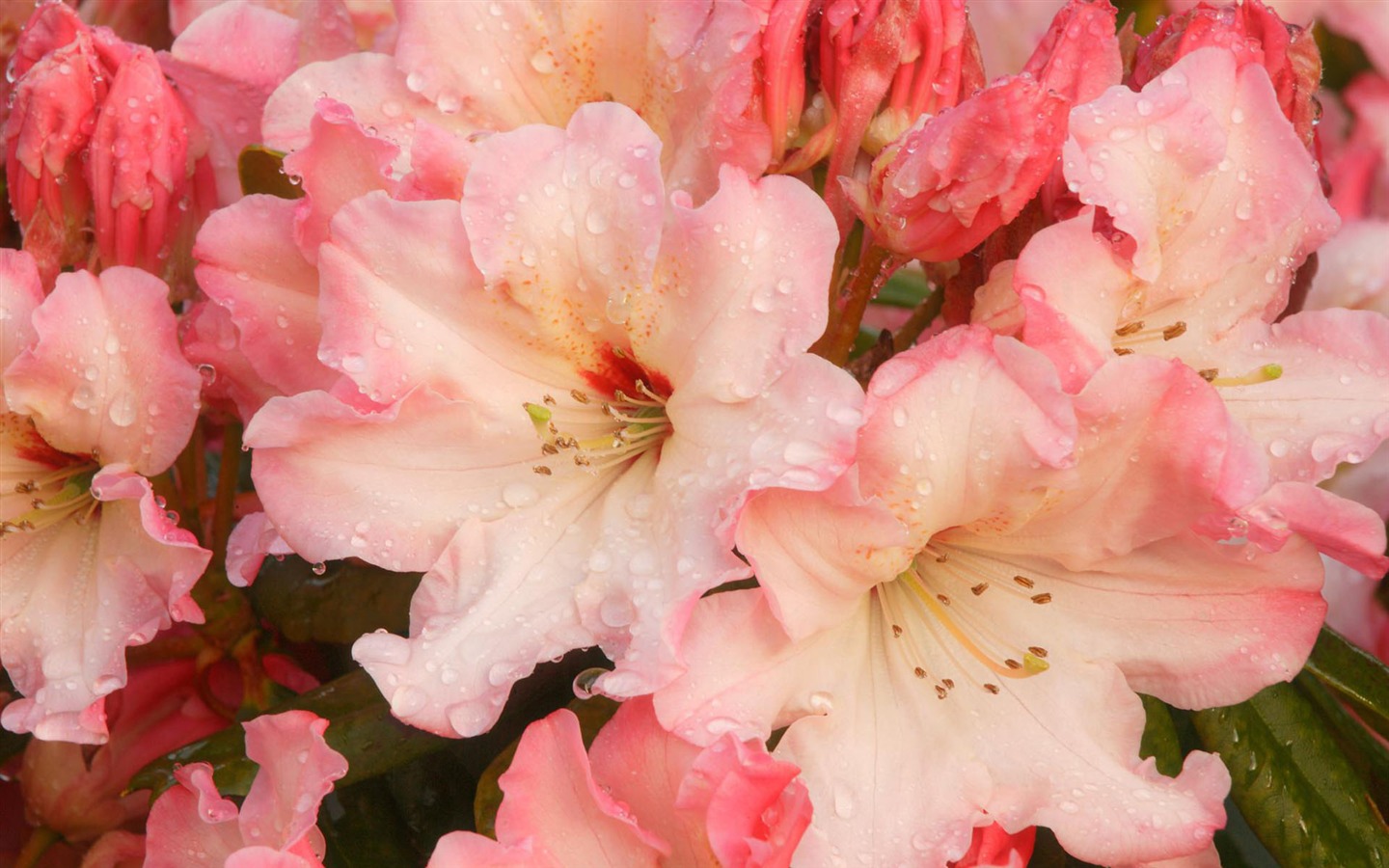 Širokoúhlé tapety květiny close-up #35 - 1440x900