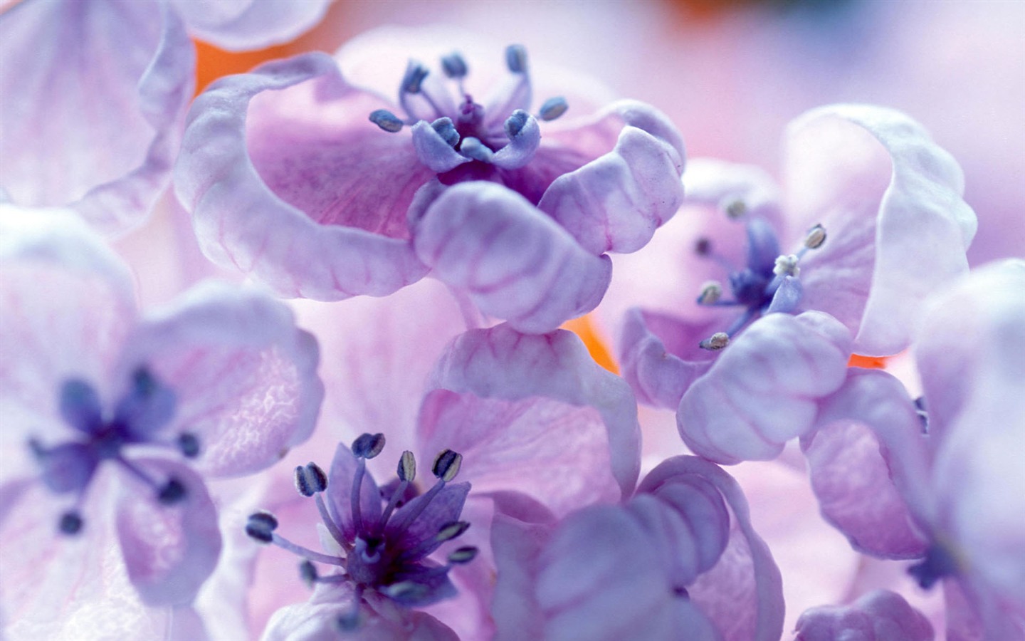 Širokoúhlé tapety květiny close-up #37 - 1440x900