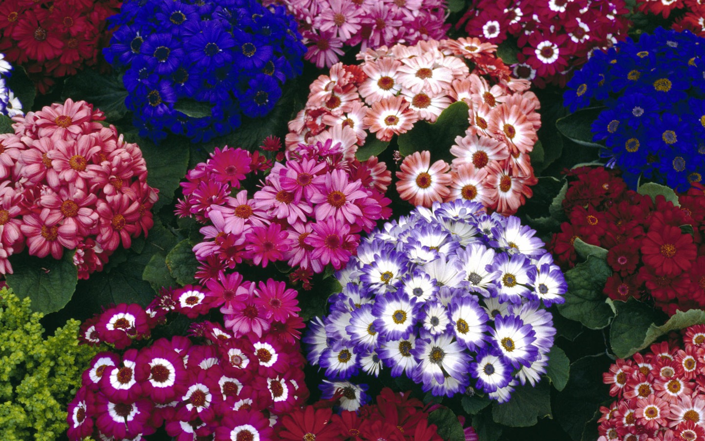 Širokoúhlé tapety květiny close-up #40 - 1440x900