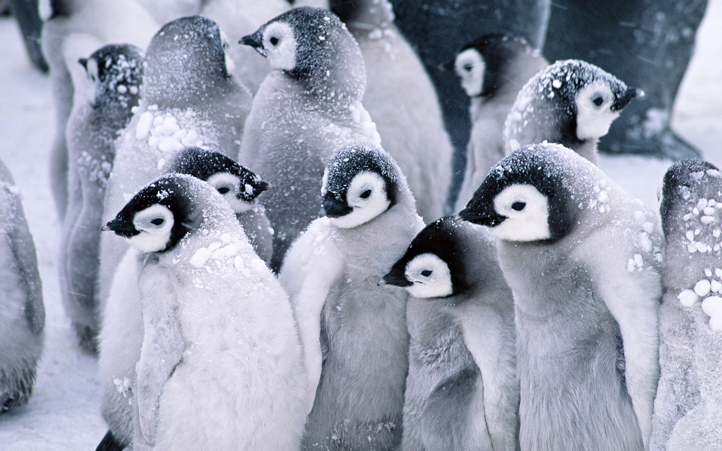 Foto de Animales Fondos de Pingüino #1 - 1440x900