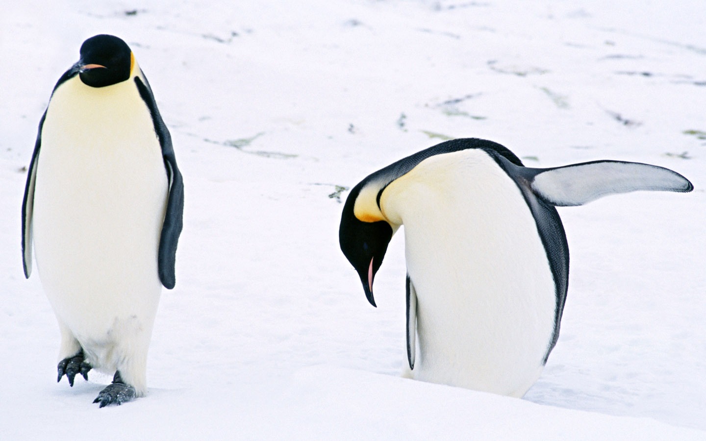 动物写真壁纸之企鹅3 - 1440x900