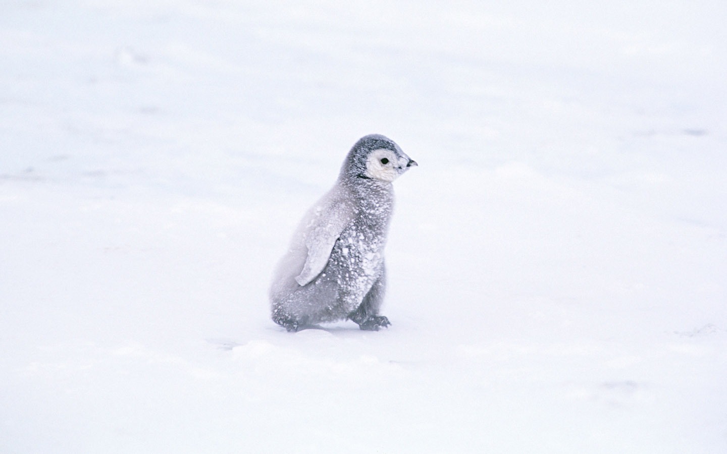 Foto von Penguin Animal Wallpapers #4 - 1440x900