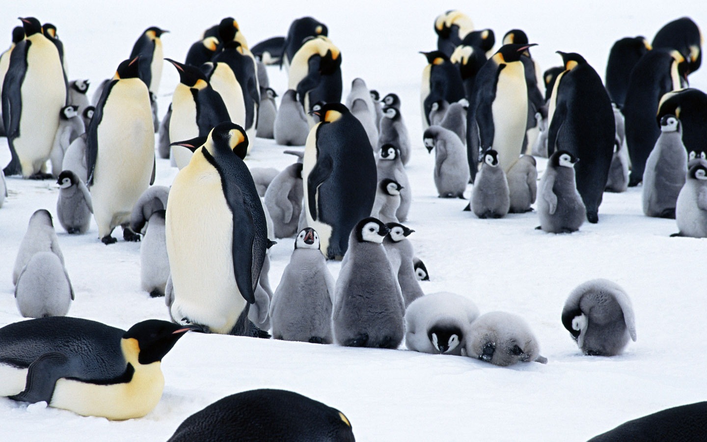 Foto von Penguin Animal Wallpapers #7 - 1440x900