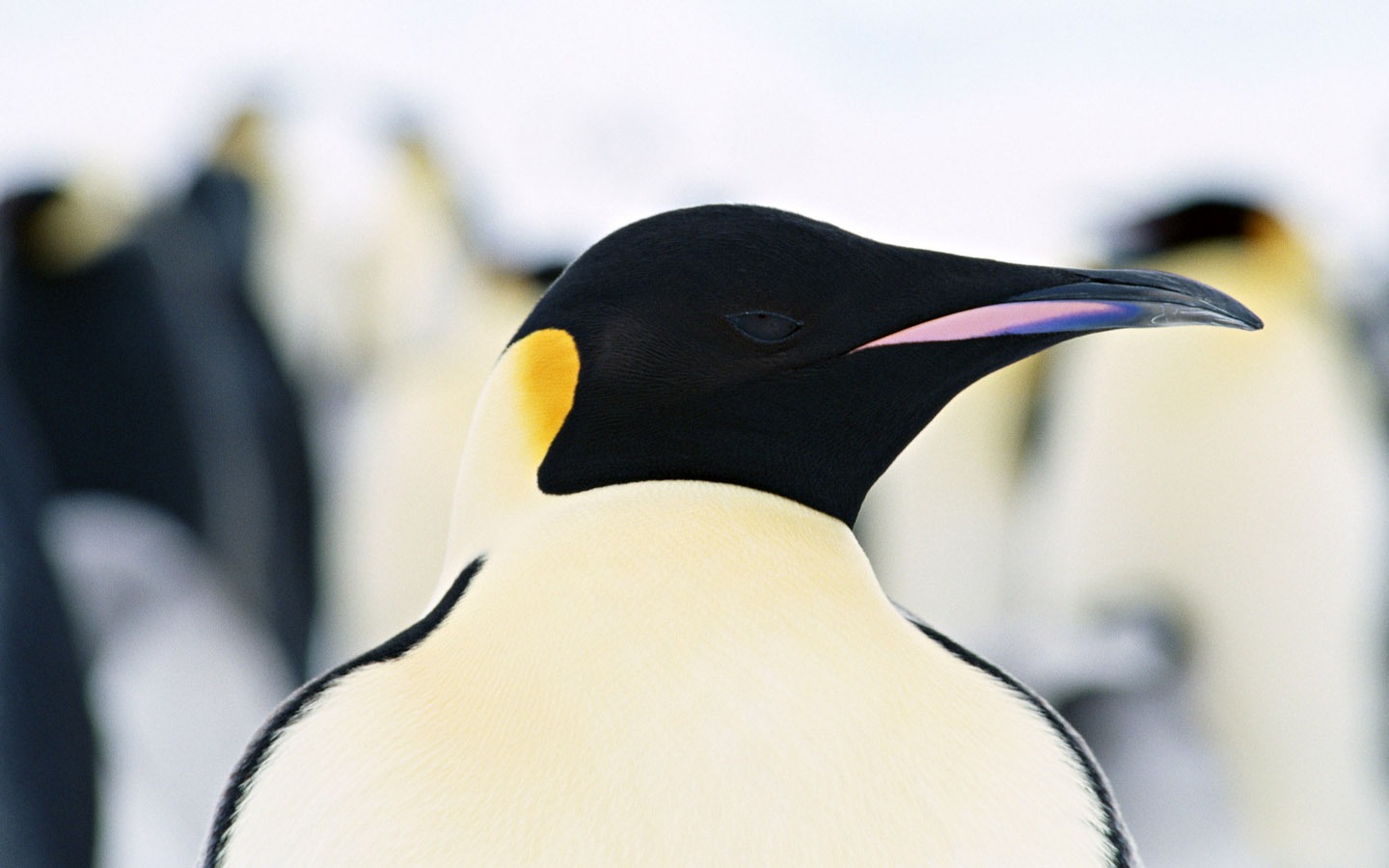 写真ペンギン動物の壁紙 #10 - 1440x900