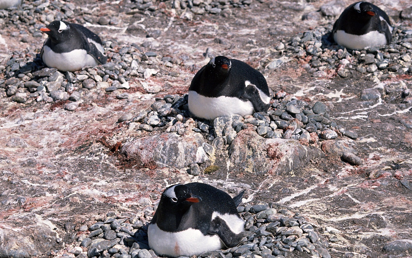 Foto de Animales Fondos de Pingüino #13 - 1440x900