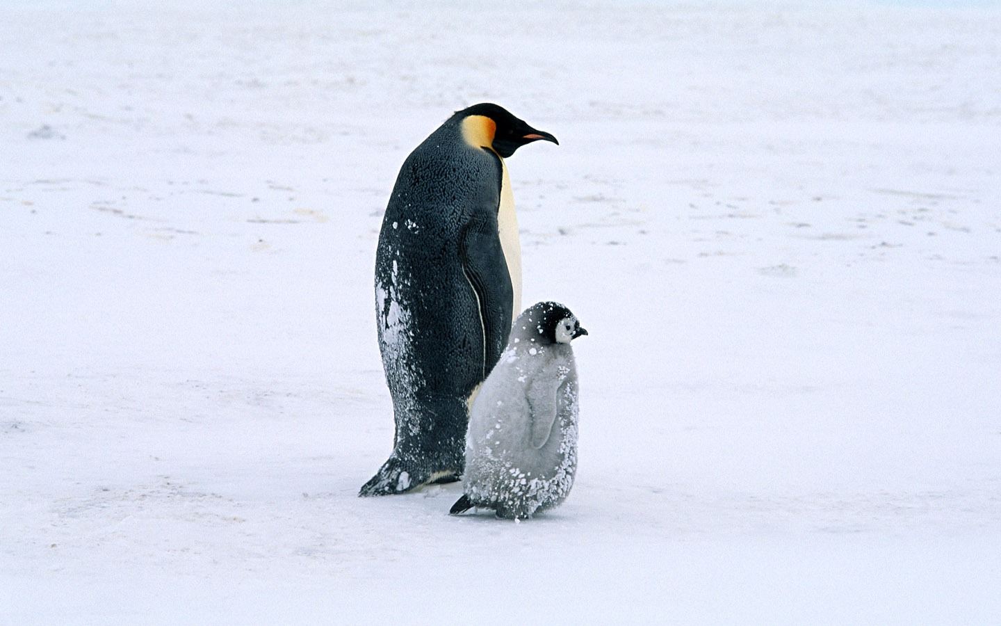 动物写真壁纸之企鹅14 - 1440x900