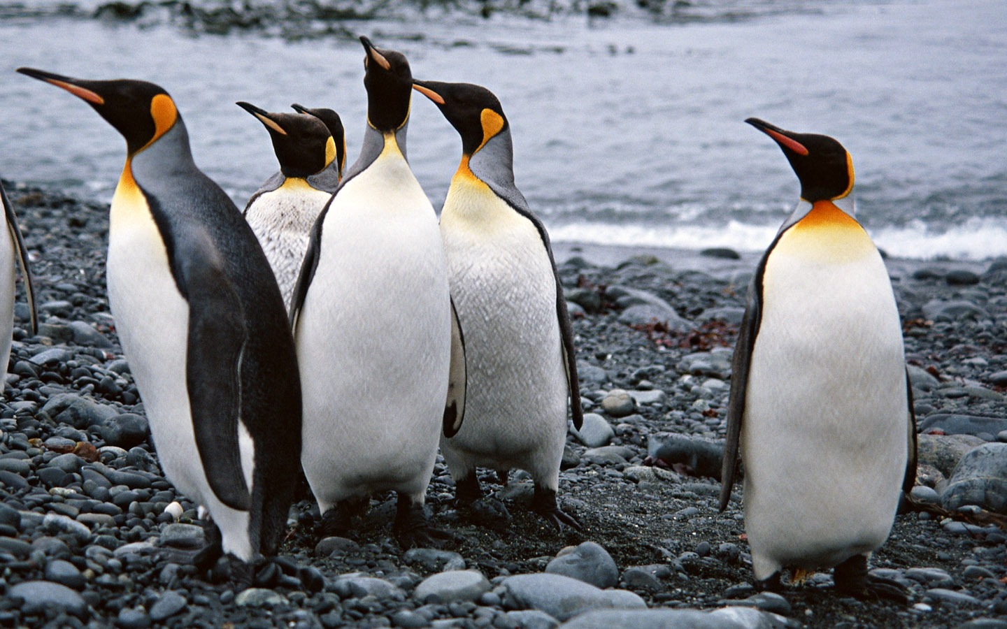 Foto de Animales Fondos de Pingüino #15 - 1440x900