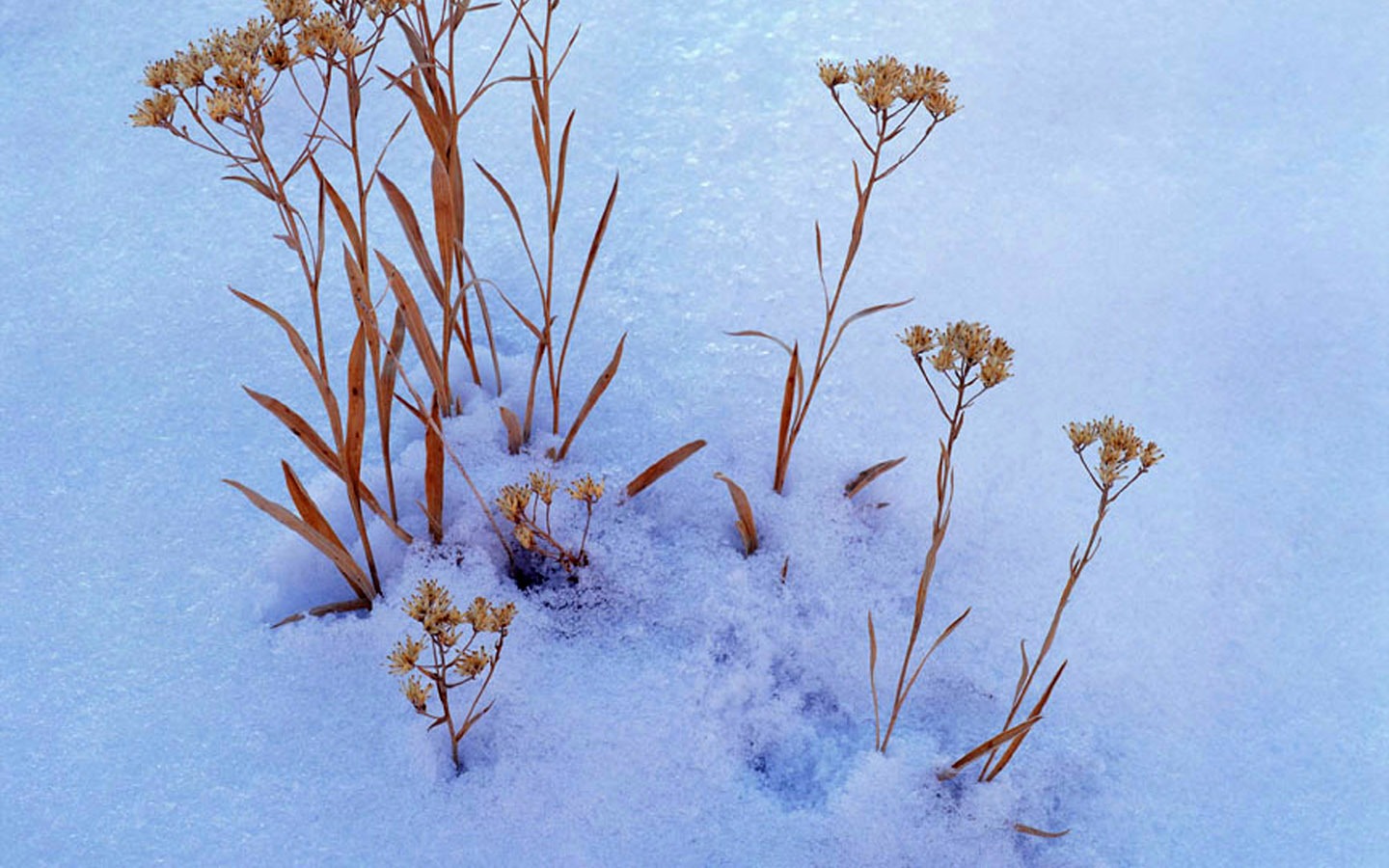  HDの壁紙クールな冬の雪景色 #21 - 1440x900