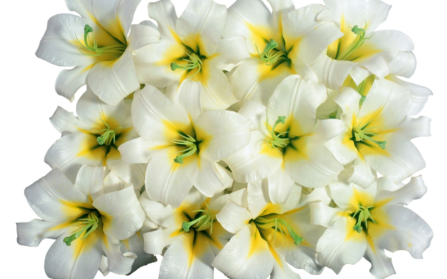 Blanche-Neige fond d'écran fleurs #3 - 1440x900