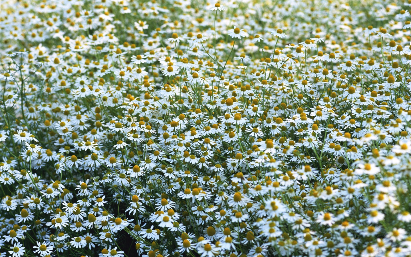 Blanche-Neige fond d'écran fleurs #10 - 1440x900