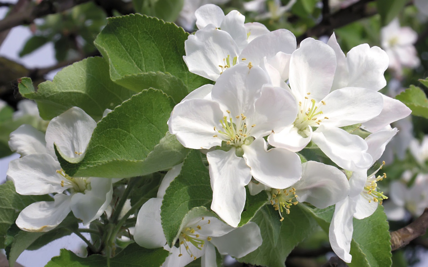 Blanche-Neige fond d'écran fleurs #13 - 1440x900