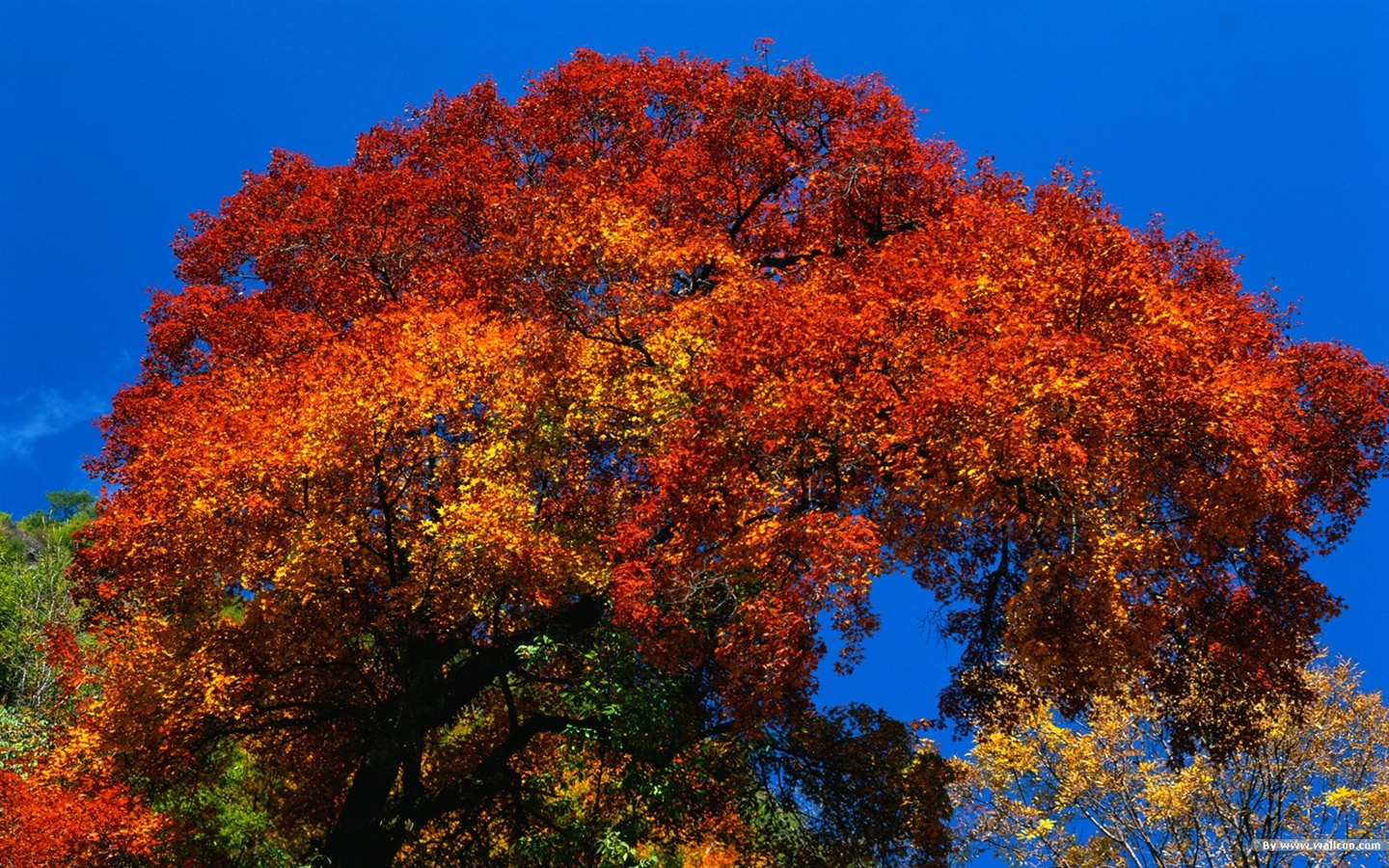 The autumn forest wallpaper #3 - 1440x900