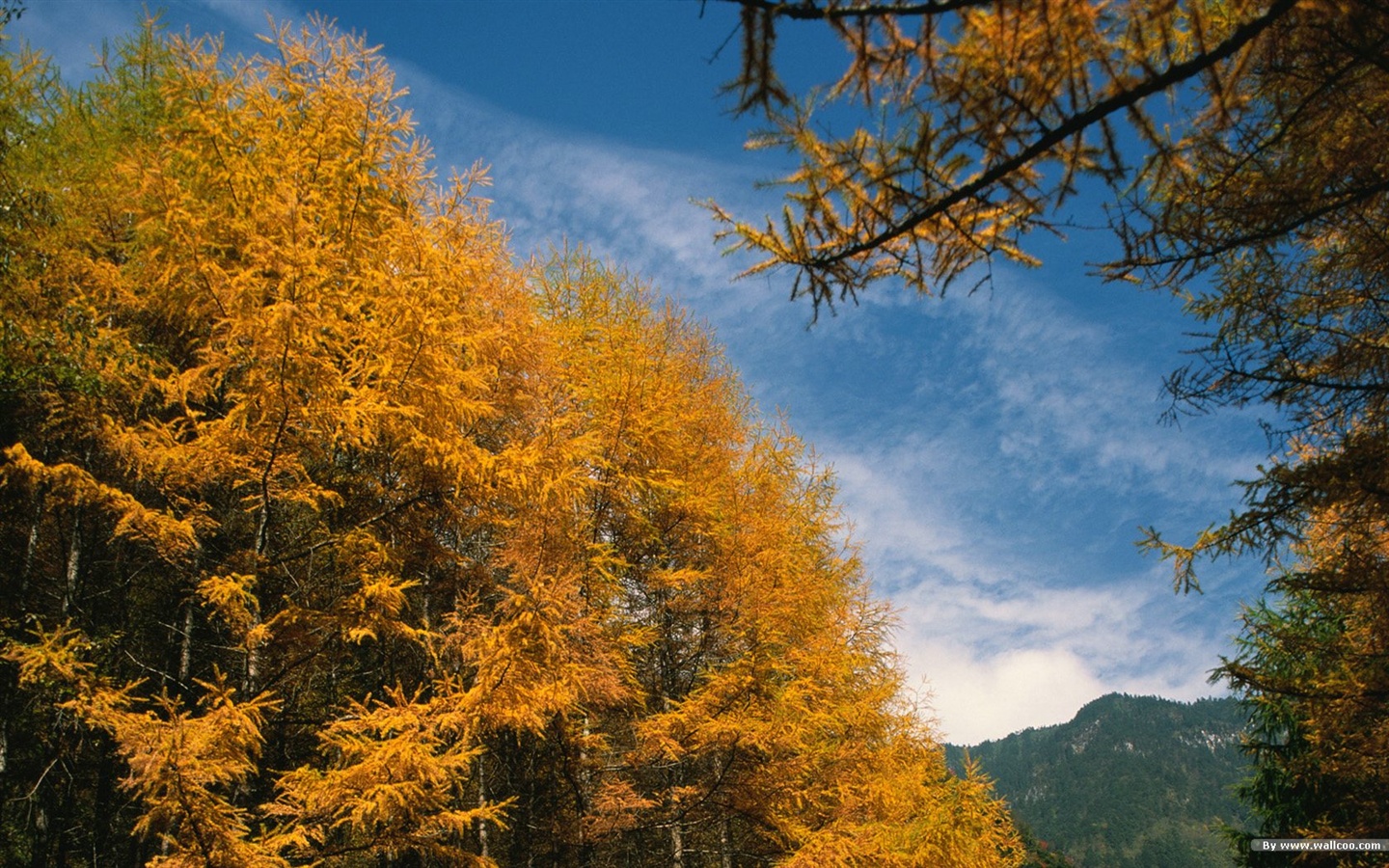 El fondo de pantalla bosque del otoño #18 - 1440x900