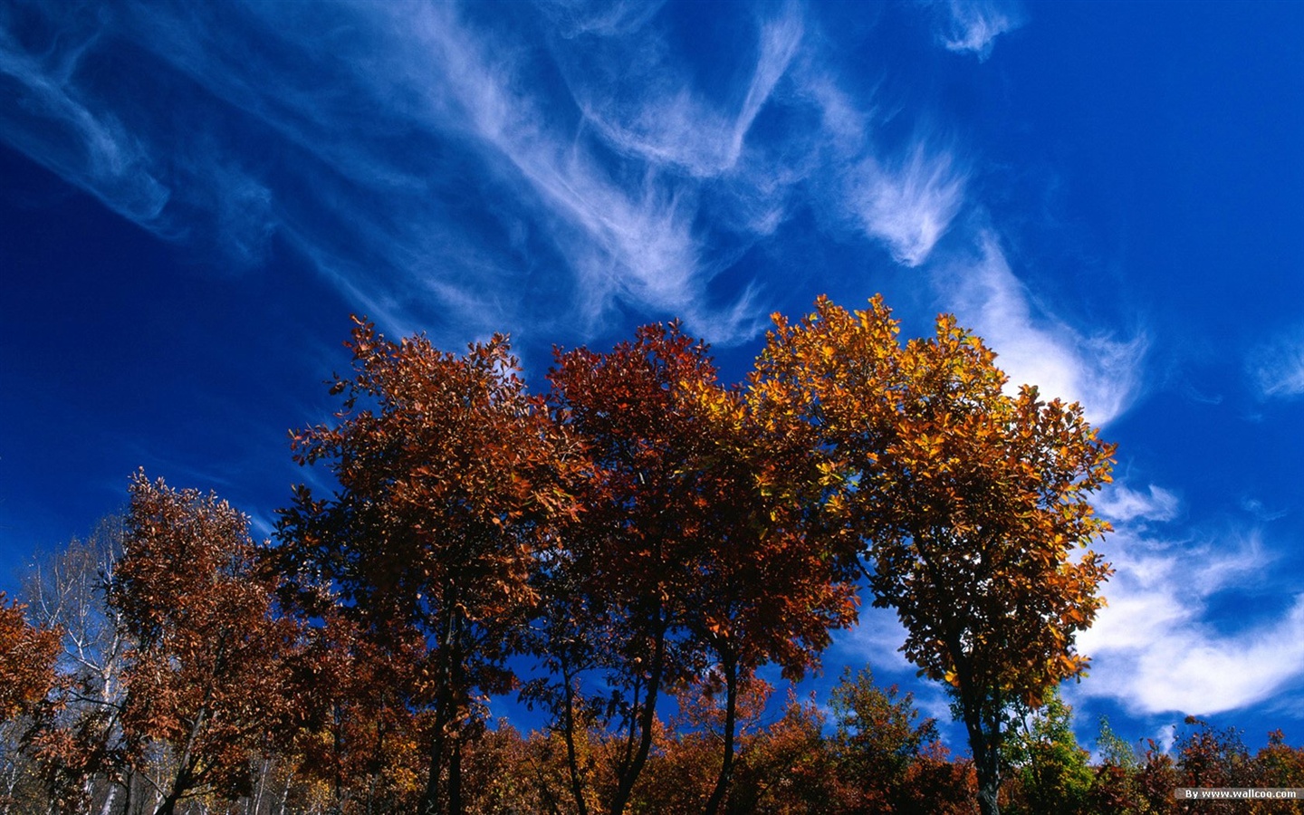 El fondo de pantalla bosque del otoño #26 - 1440x900