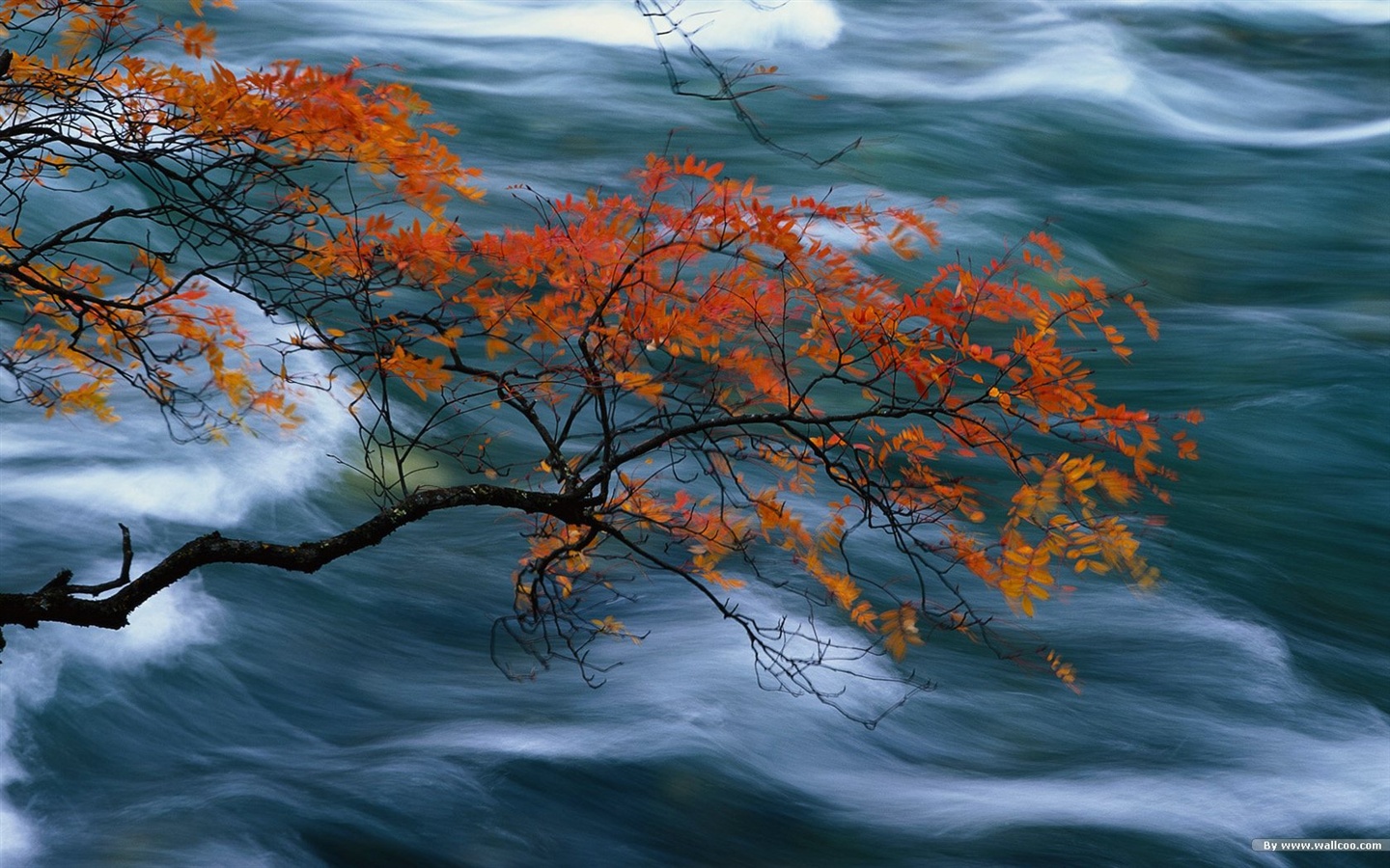 El fondo de pantalla bosque del otoño #29 - 1440x900