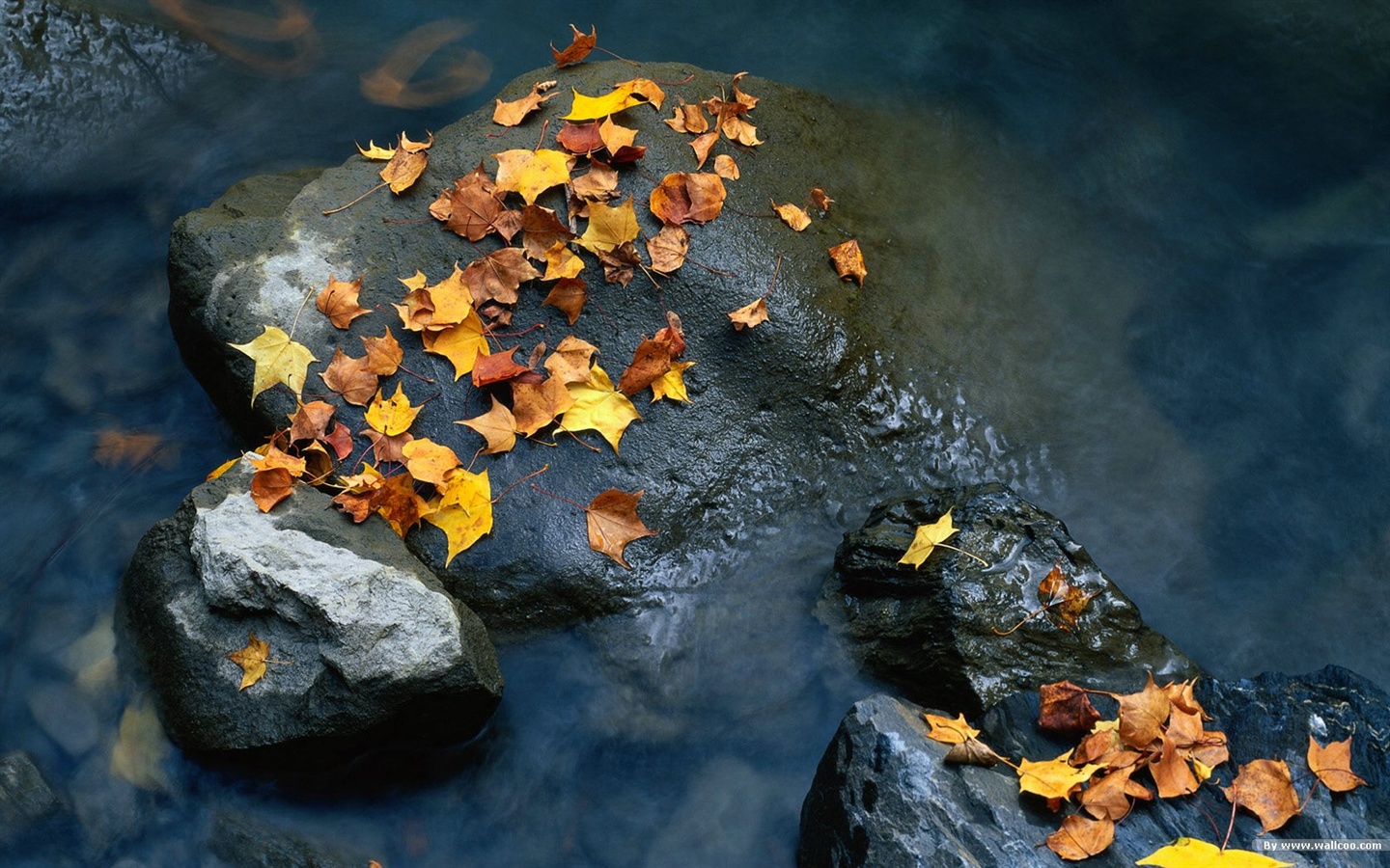 El fondo de pantalla bosque del otoño #30 - 1440x900