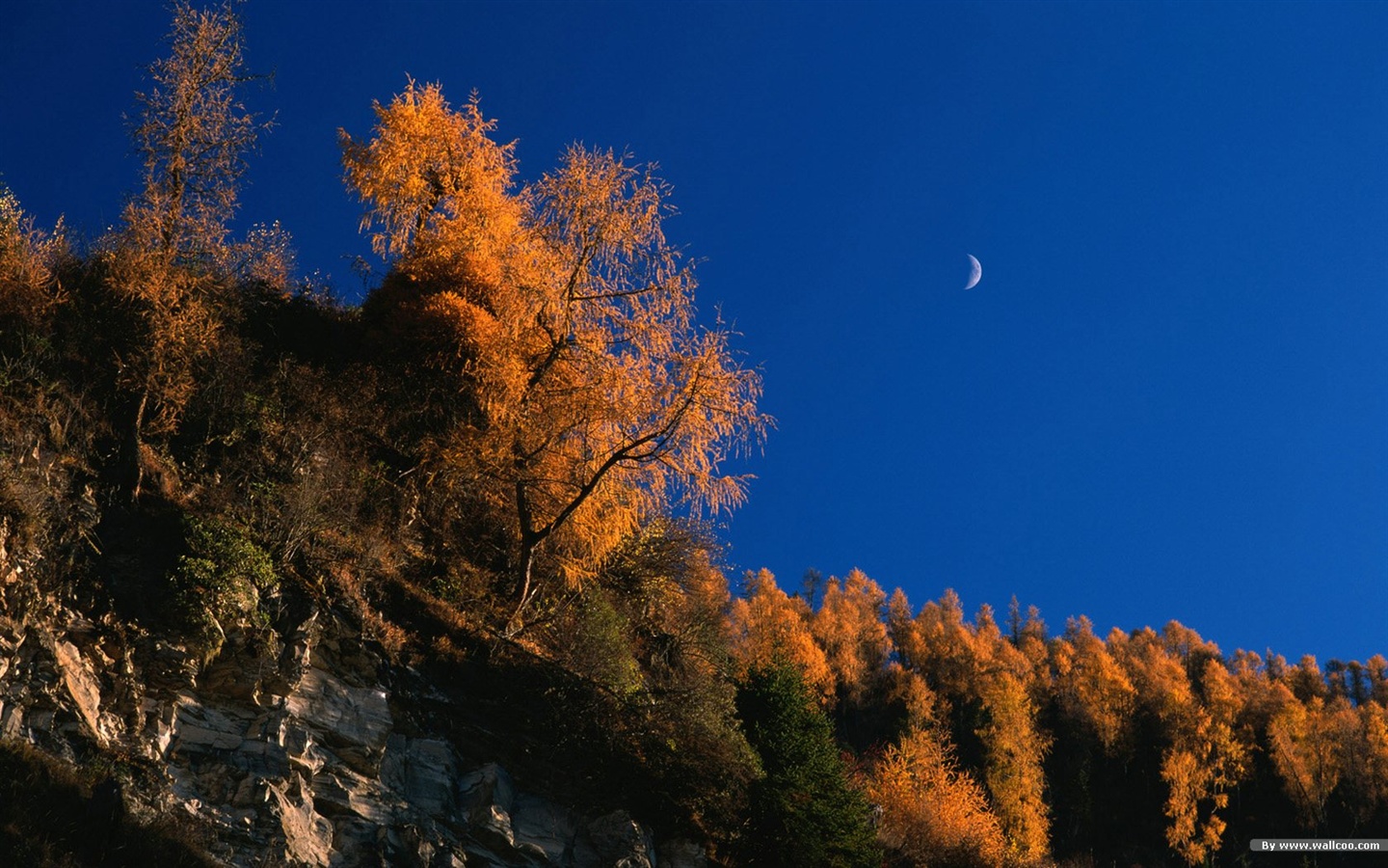 秋の森の壁紙 #40 - 1440x900
