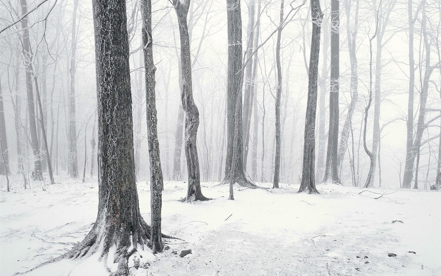 nádherné přírodní scenérie HD Tapety na plochu #25 - 1440x900