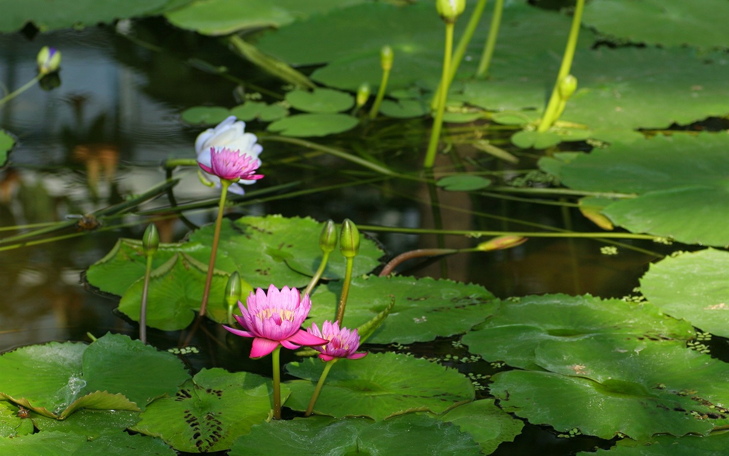 令人陶醉的鲜花壁纸11 - 1440x900