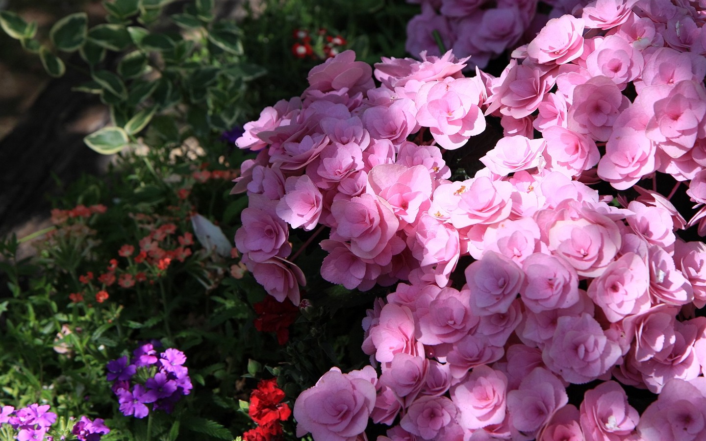 Enivrantes fleurs fond d'écran #19 - 1440x900