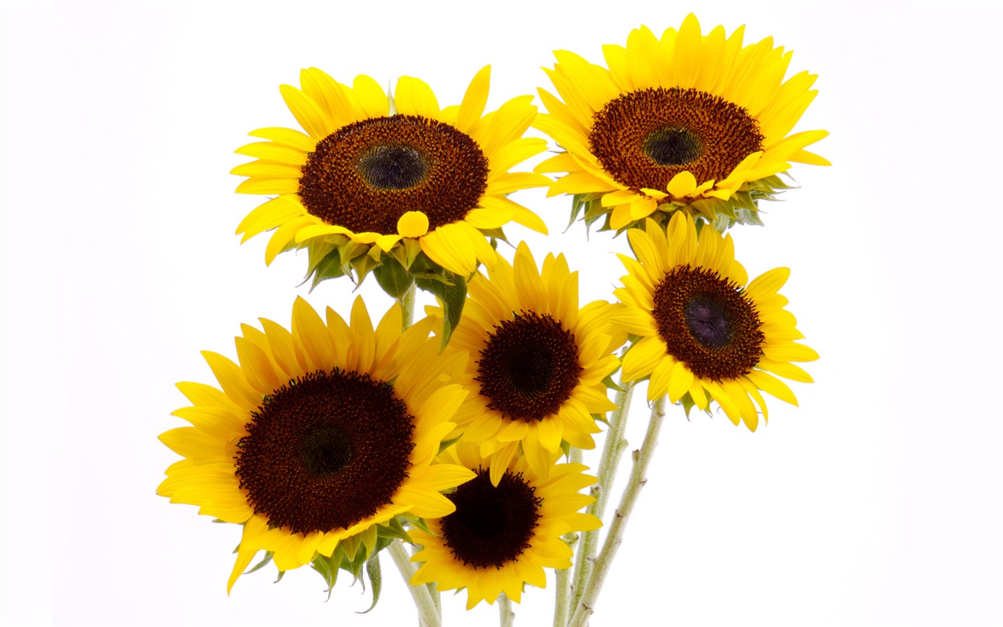 Sunny photo de tournesol HD Wallpapers #3 - 1440x900