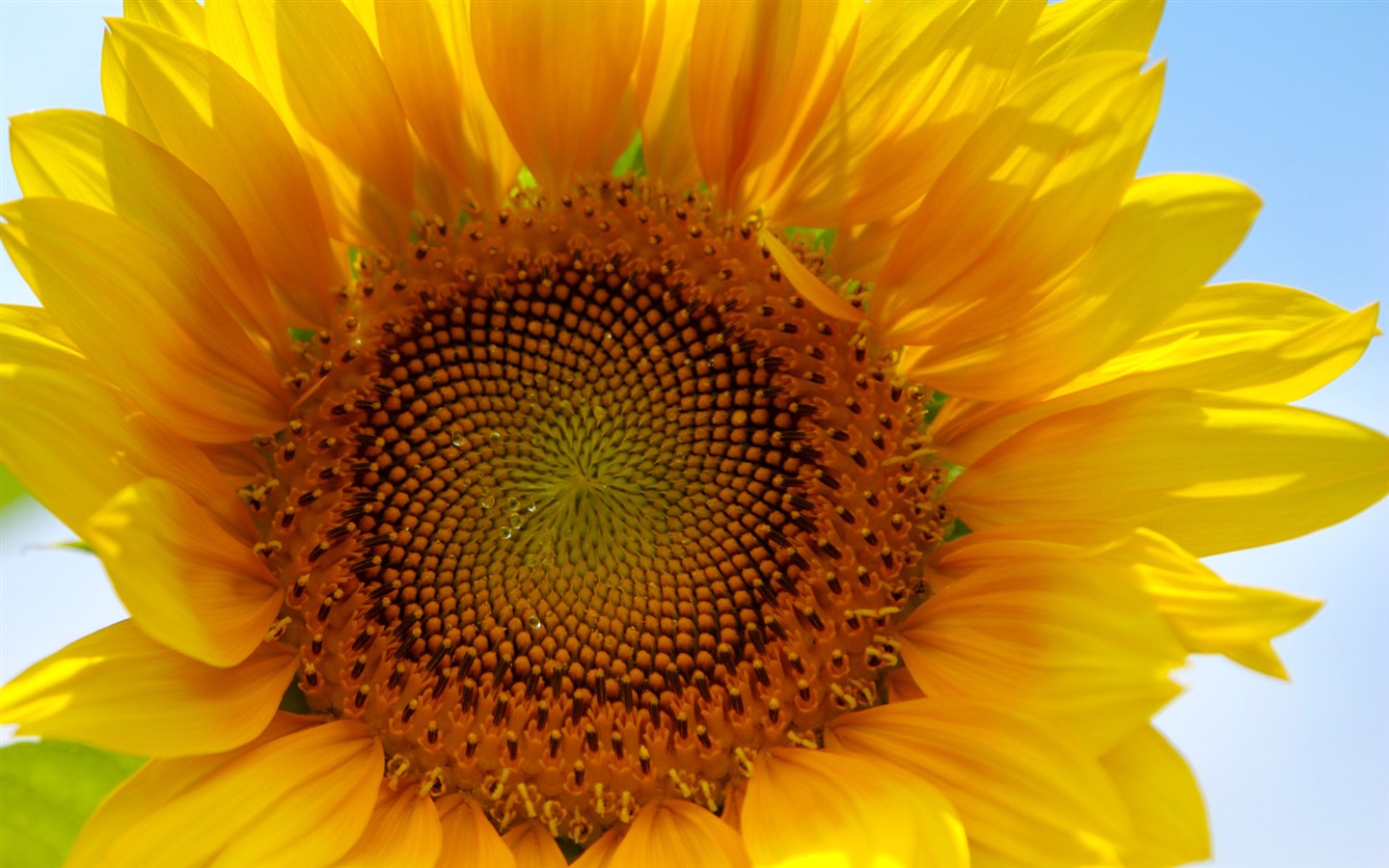 Sunny sunflower photo HD Wallpapers #4 - 1440x900