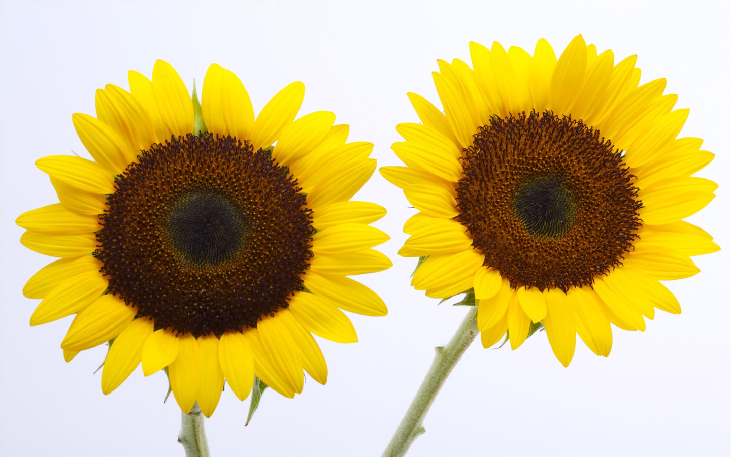 Sunny photo de tournesol HD Wallpapers #6 - 1440x900