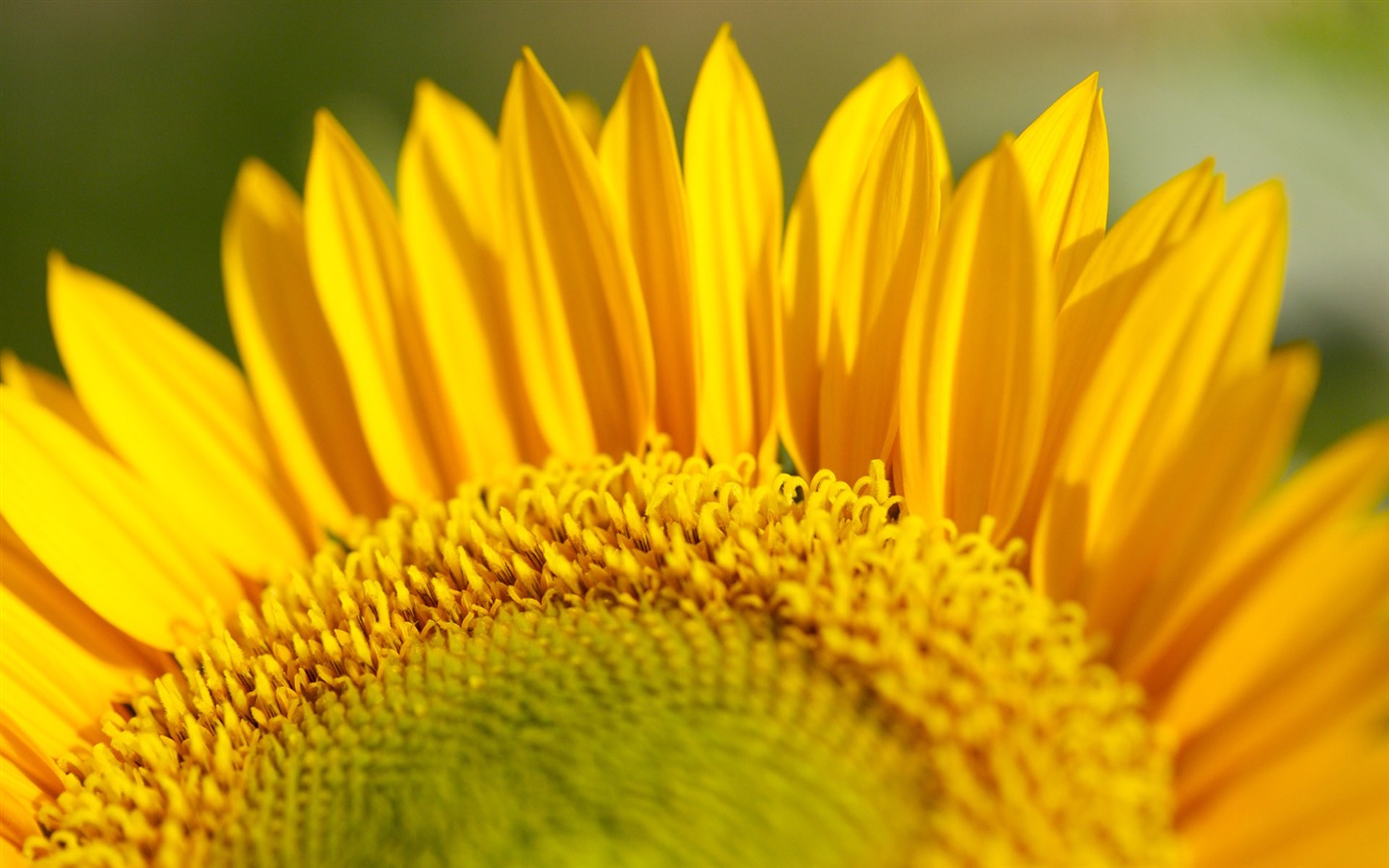 Sunny Sonnenblume Foto HD Wallpapers #29 - 1440x900