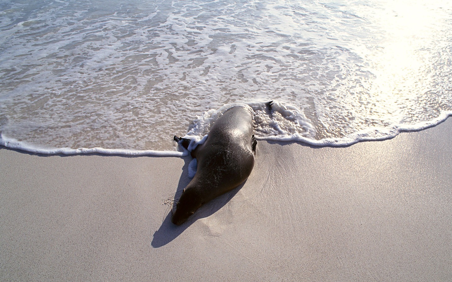 바다 사자 사진의 동물 무늬 #5 - 1440x900