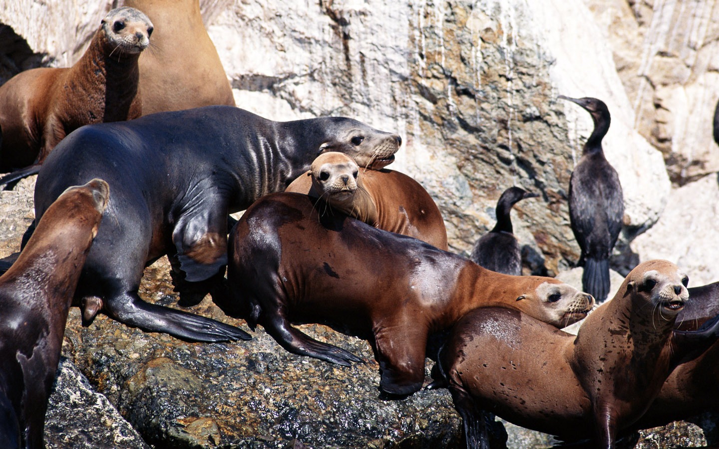 Los animales de las fotos Fondos de Lobos Marinos #14 - 1440x900