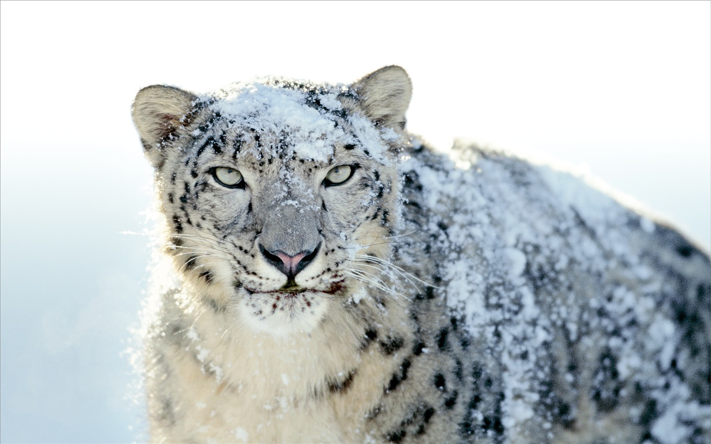 Снег Apple в Leopard по умолчанию обои полной #21 - 1440x900
