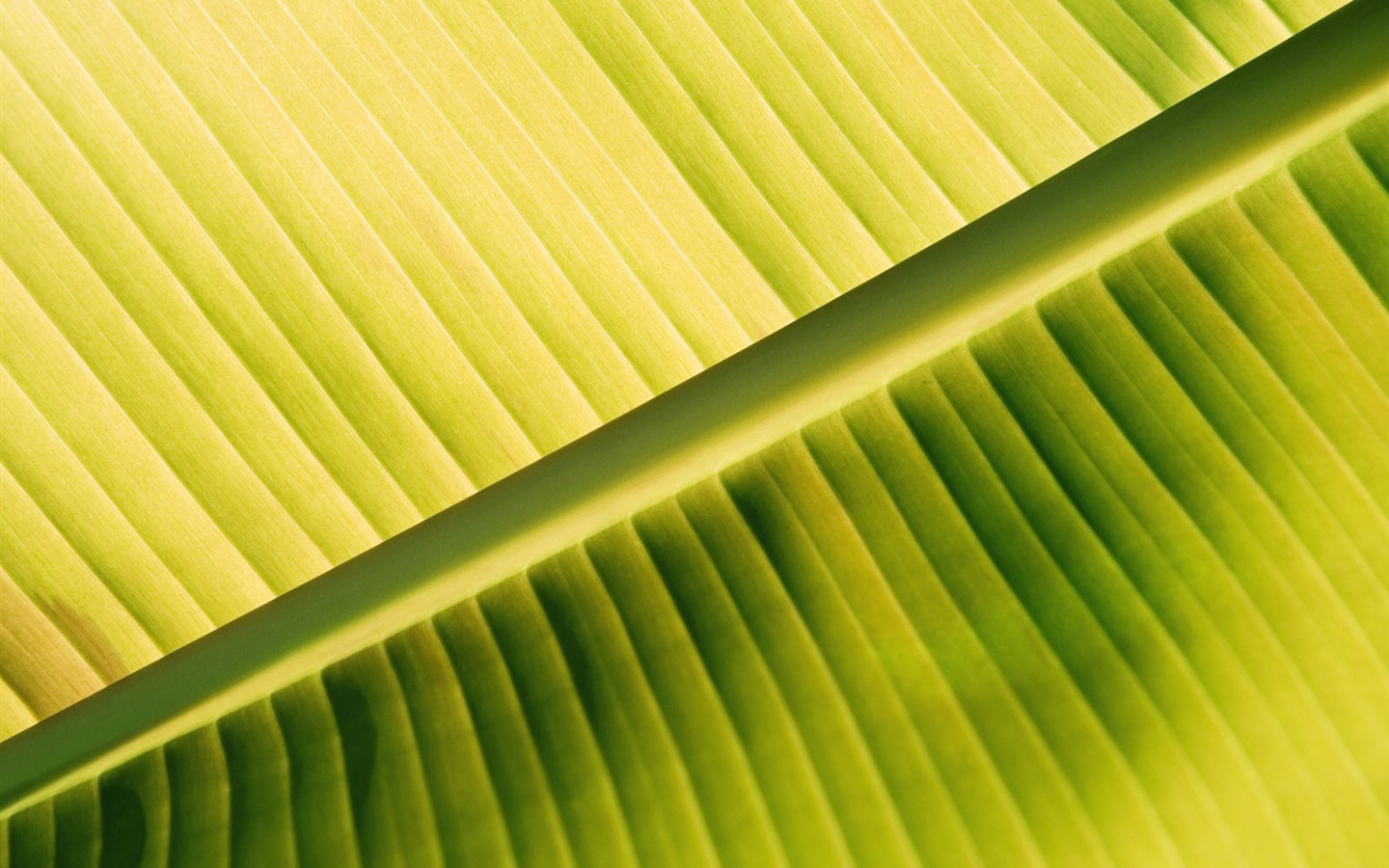 Pflanzen Green Leaf Wallpaper #2 - 1440x900