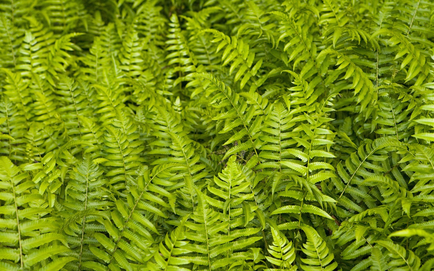 Растения Грин Лиф обои #9 - 1440x900