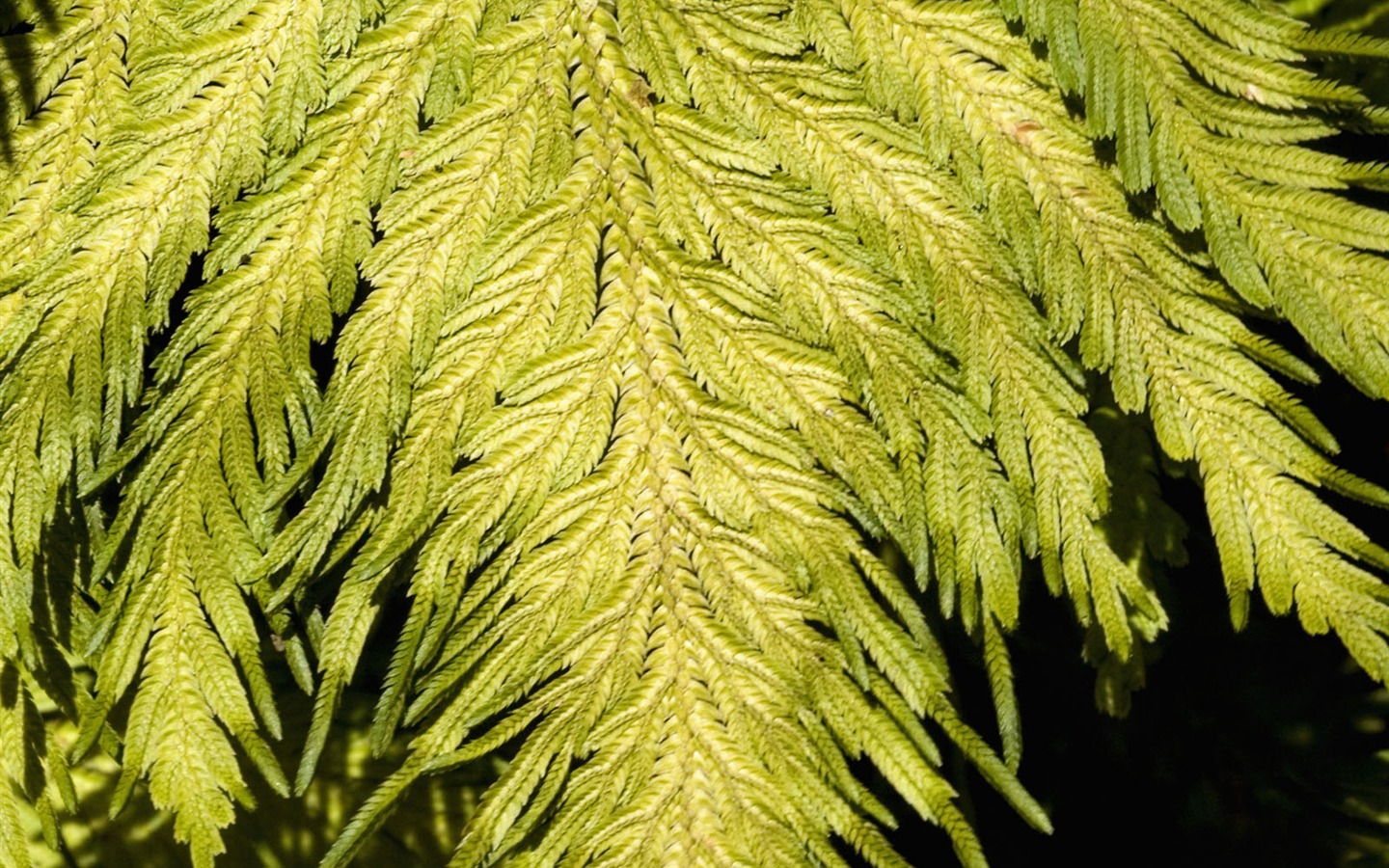 Fond d'écran plantes à feuilles vert #10 - 1440x900