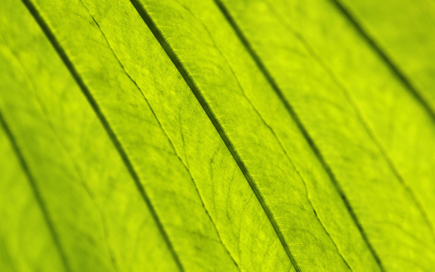 Plants Green Leaf Wallpaper #12 - 1440x900