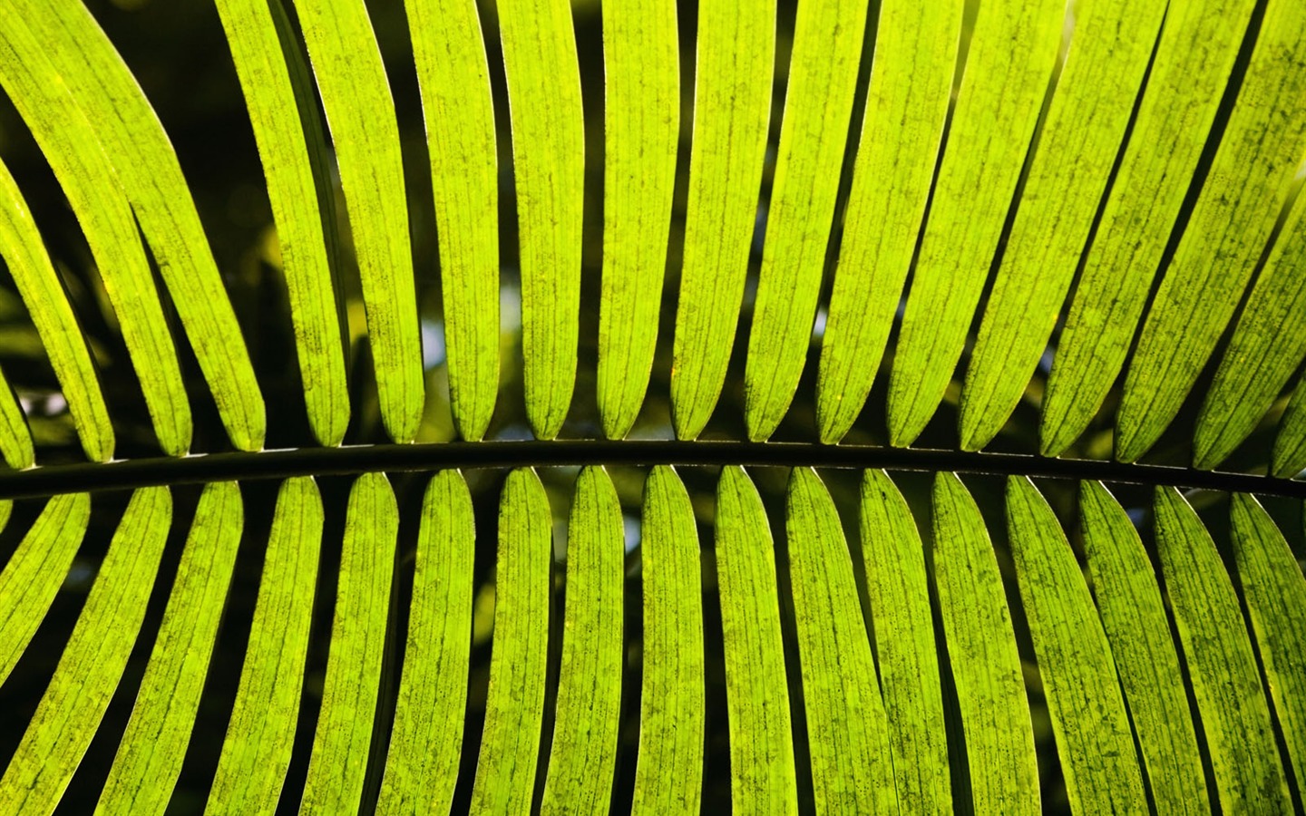Plants Green Leaf Wallpaper #15 - 1440x900
